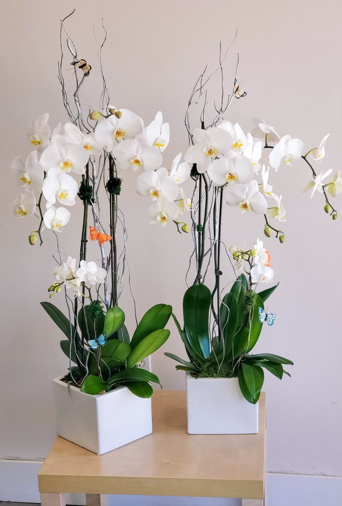 Indoor Orchids