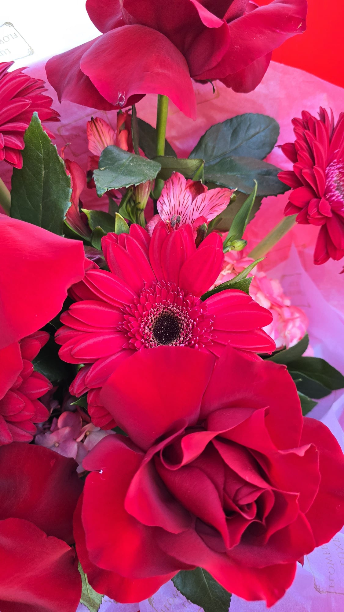 A bold and vibrant bouquet featuring lush red roses and striking red gerberas, creating a stunning arrangement that exudes passion and elegance, perfect for romantic gestures or special celebrations.