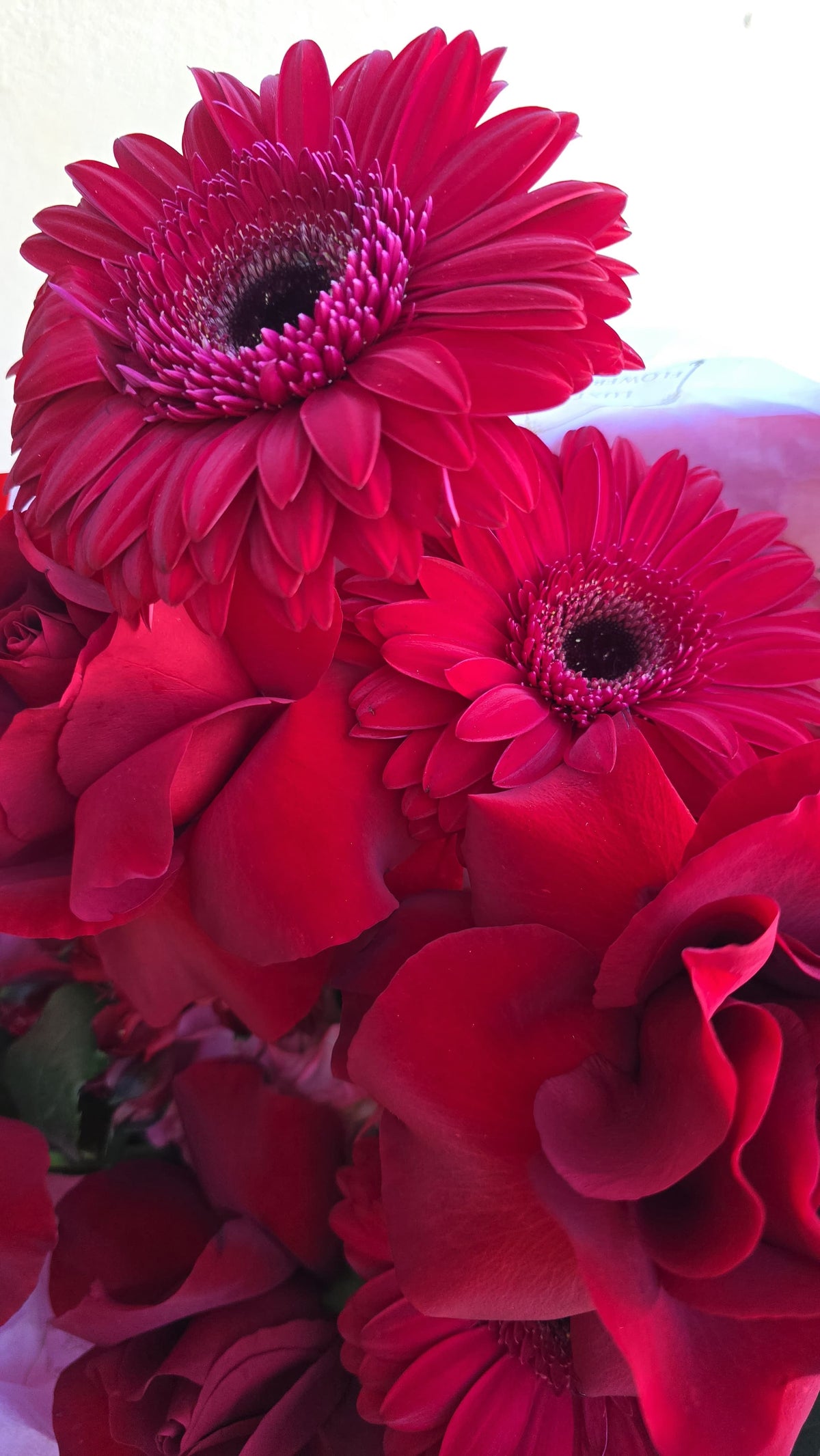 A bold and vibrant bouquet featuring lush red roses and striking red gerberas, creating a stunning arrangement that exudes passion and elegance, perfect for romantic gestures or special celebrations.