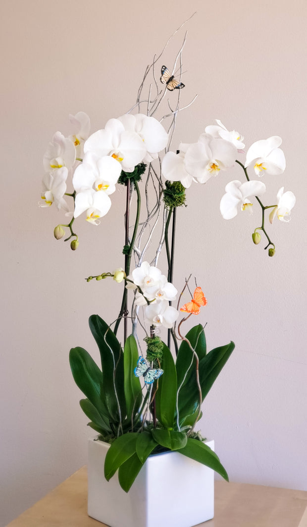 Indoor Orchids