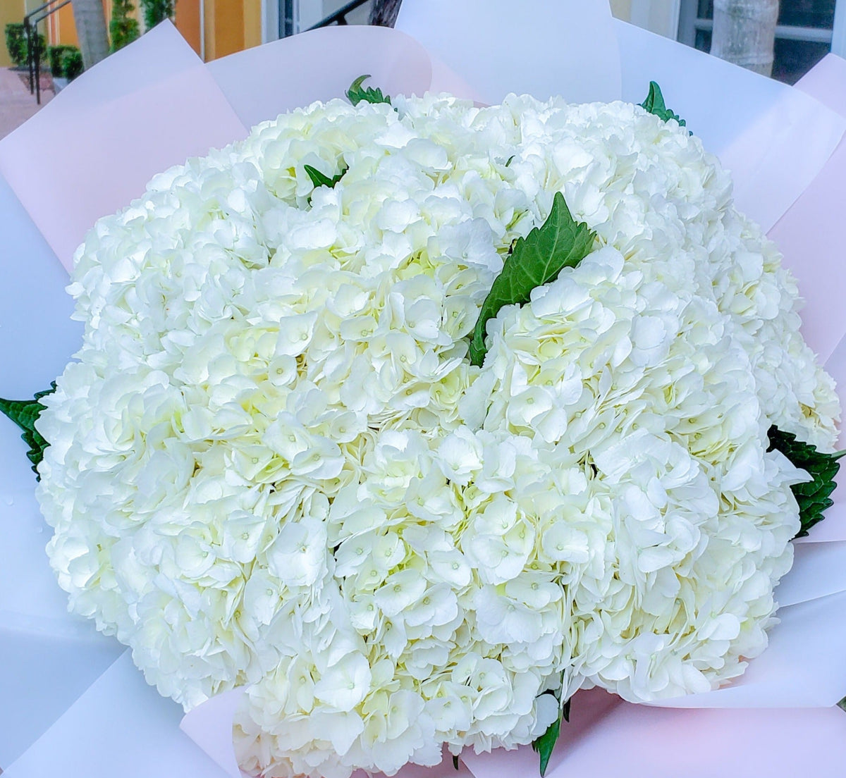 White Hydrangea