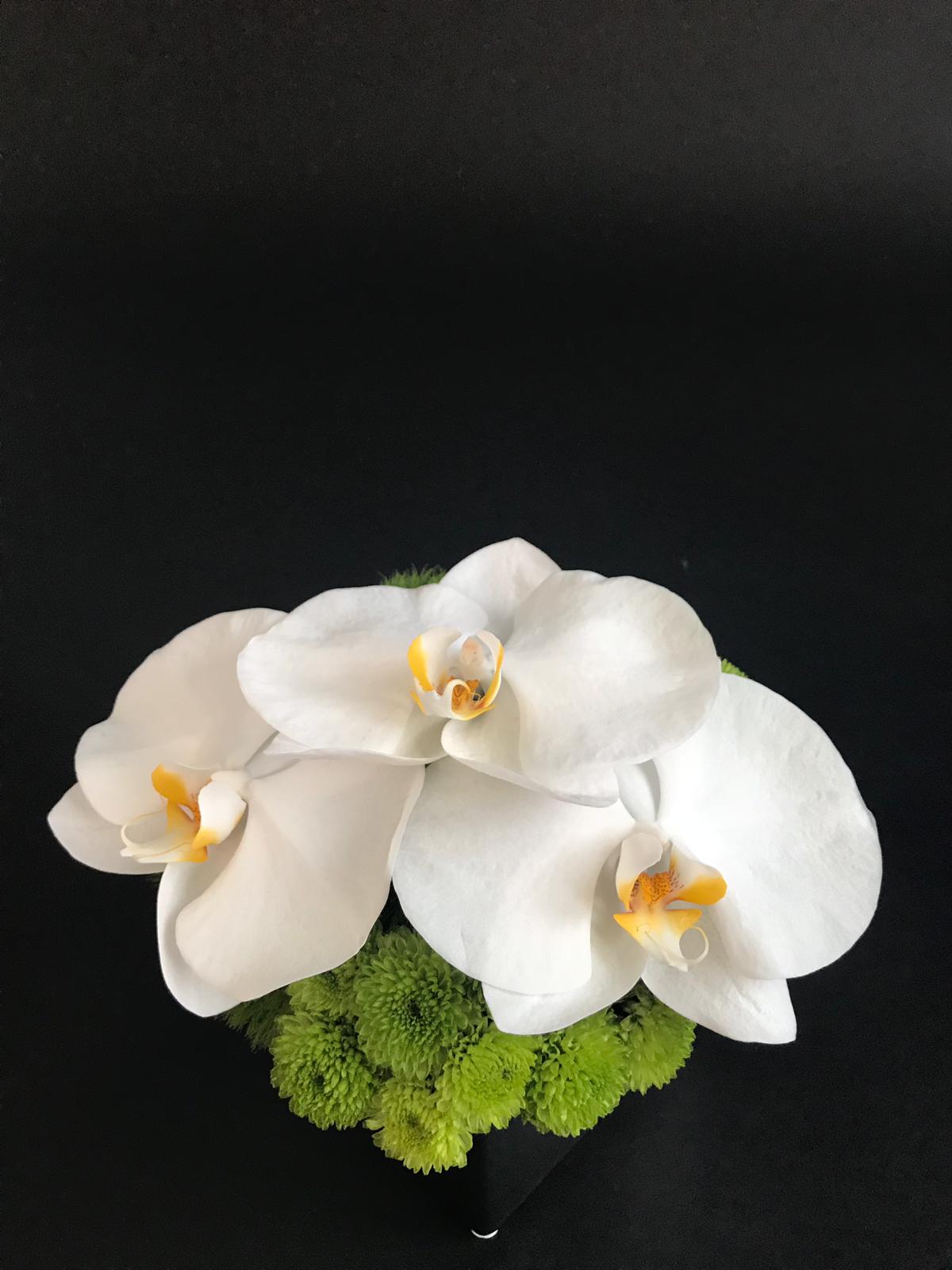 Phalaenopsis Elegance Table Centerpiece