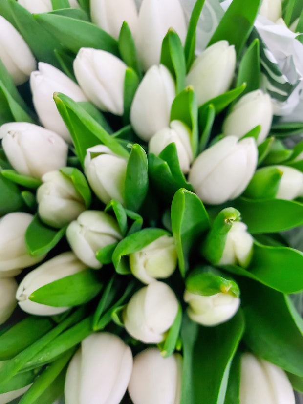 Elegant bouquet of fresh white tulips wrapped in delicate paper, showcasing timeless beauty and simplicity.